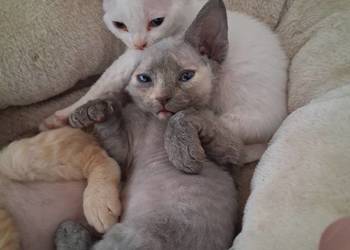 BiaŁa dziewczynka devon rex, FPL