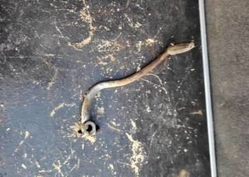 STOPKA ZMIANY BIEGÓW NSU FOX MAX LUX