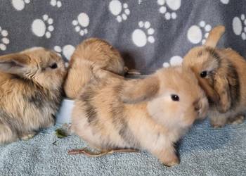Królik baranek mini lop