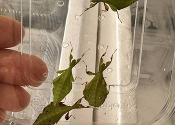 Phyllium gardabagusi „ Argopuro” Java Indonezja Liscce lisciec straszyk