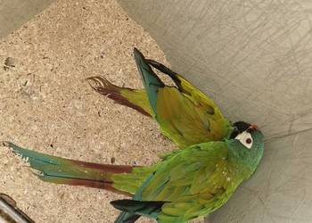 Ara Marakana Ary Marakana 2022r Para