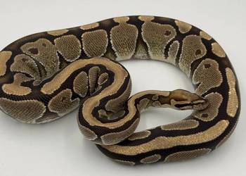 Vanilla samica Pyton królewski/ regius wąż gad