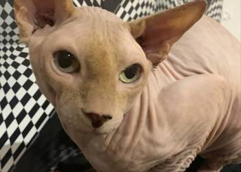 Sfinks Kanadyjski. Reproduktor.