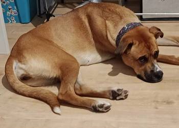 Oddam psa w typie boksera