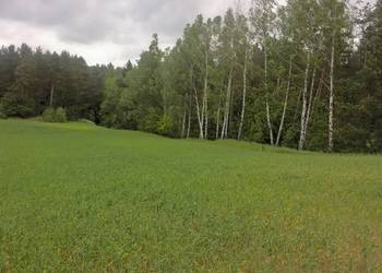 Mazury! Stare Juchy działki okolicach jeziora lasu.