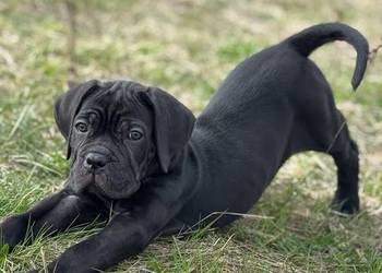 Suczka Cane Corso z domowej hodowli ZKwP/FCI