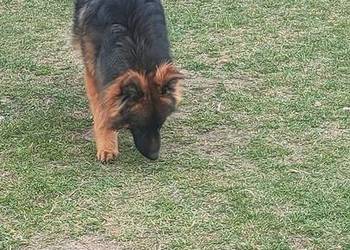 Owczarek niemiecki suczka