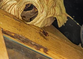 Usunięcie gniazda szerszenia, cena, Wrocław, likwidacja