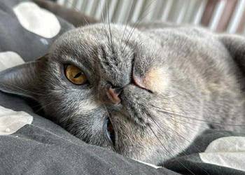 Kotka brytyjska po grand international Champion do hodowli lub na kolana