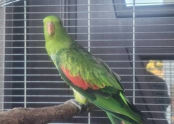Papuga czerwonoskrzydla samica