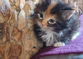 Śliczna kotka rasy Maine coon z rodowodem