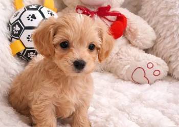 Maltipoo piesek mama maltańczyk tata pudel toy red brown