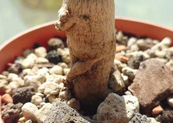 Delosperma bosseranum 10 lat kaudeks sukulent kolekcja