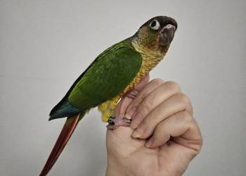 Papuga rudosterka pupil / rudosterki oswojone