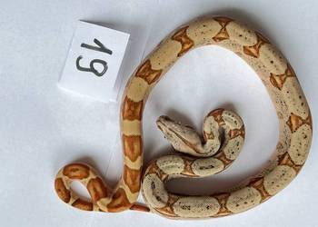 Boa imperator samiczka hypo jungle