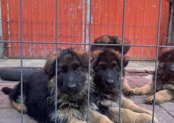 Sprzedam szczeniaki owczarka niemieckiego długowłose