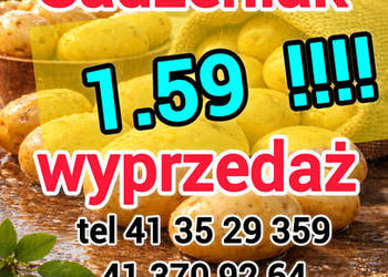 Ziemniak sadzeniak centrala 1.59 promocja