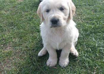 Golden Retriever szczeniaki