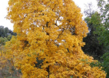 ORZESZNIK PIĘCIOLISTKOWY Carya ovata NASIONA 40 sztuk - 100g.