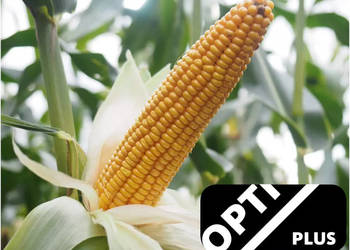 Materiał siewny kukurydza Garrido FAO 240 +Opti Plus na ptaki promocja