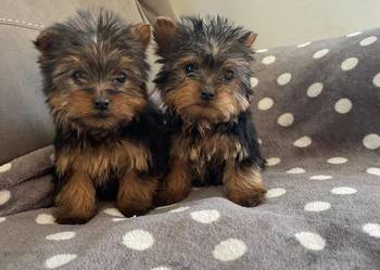szczenięta rasy yorkshire terrier