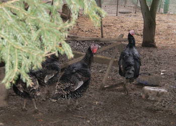 Indyki, indyczki, indory czarne i brązowe