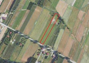 Działka budowlana 50 arów – Zofianka Górna, k. Janowa Lubelskiego