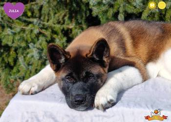 Suczka szczeniak Akita Amerykańska PlayTime FCI - gotowa do odbioru