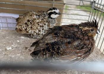 Przepióry kalifornijskie