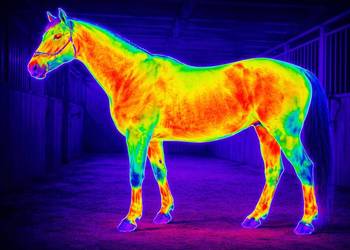 Sprawdzenie dopasowanie siodła kamerą termowizyjna, Wrocław, cennik