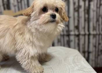 Malitpoo uroczy piesek szczeniaczek szuka swojego domu