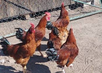 Sprzedam koguty mlode- został jeden