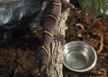 Goniurosaurus luii Samiec