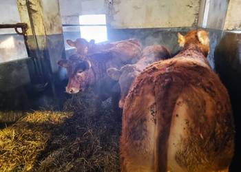 SPRZEDAM jałówkI rasy Limousine BEZROŻNE( rogi wypalane).