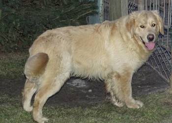 Golden retriever 10 miesięczny