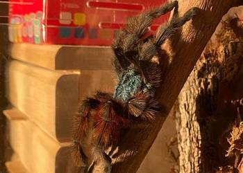 C versicolor samiczka 4DC