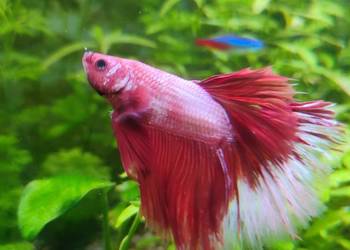 Sprzedam samca bojownika