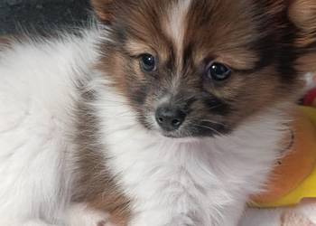 Papillon Spaniel Kontynentalny