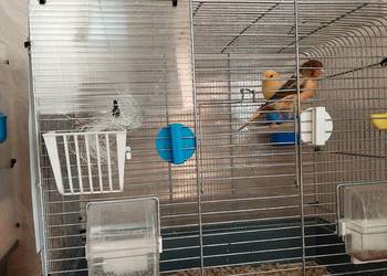 Kanarek samiec z 2025