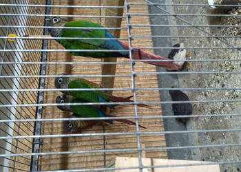 Papugi rudosterki Papugi rudosterki