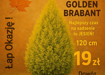 SPRZEDAM  TUJE GOLDEN BRABANT  DOWÓZ DO KIENTA!