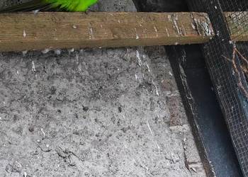 Samiec papugi Baraband