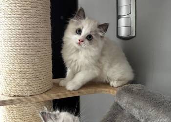 Koty Ragdoll