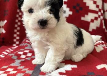 Do Rezerwacji Szczenięta Morkie