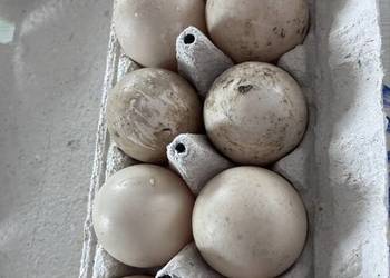 Jaja kacze jaja kaczki kaczka