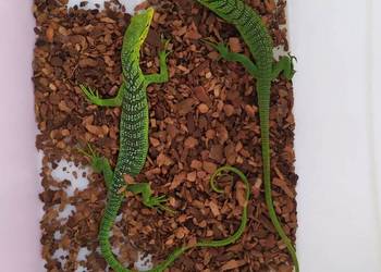 Varanus Prasinus (Green Tree Monitor Lizard)