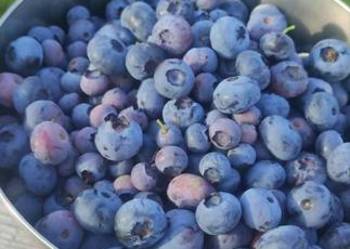 Mega Duże sadzonki Borówki amerykańskiej Bluecroop Sierra Duke Chandler