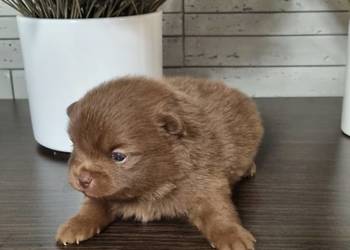 Szpic miniaturowy szczenięta