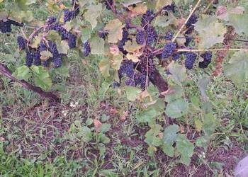 Sprzedam winogrona ciemne jasne