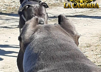 American Staffordshire Terrier Blue Amstaff - Ostatni Samiec